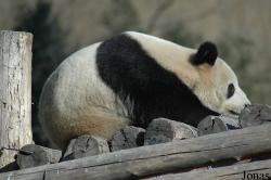 Beijing Zoological Gardens
