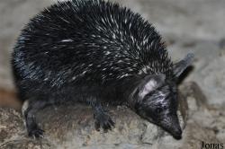 Paraechinus hypomelas