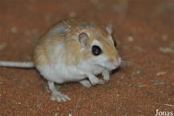 Gerbillus cheesmani