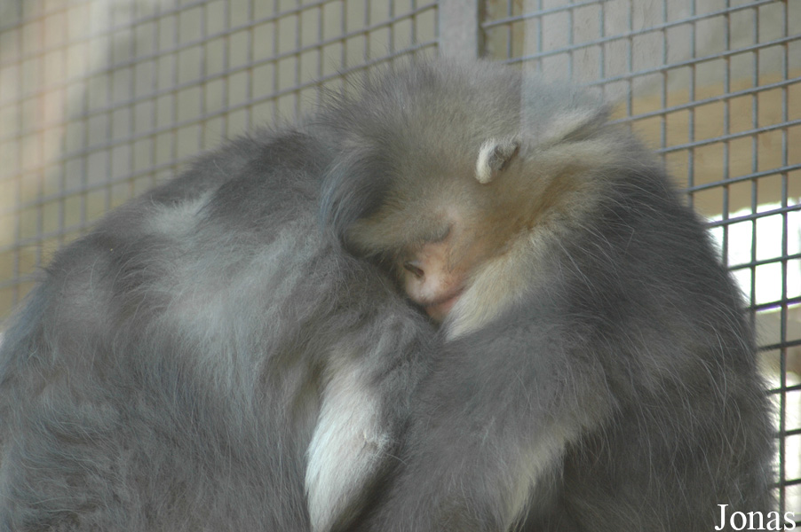 Beijing Zoological Gardens