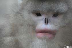 Rhinopithecus bieti
