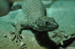 Lacerta jayakari