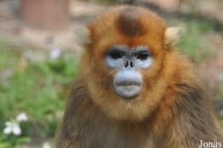 Rhinopithecus roxellana