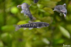 Garra barreimiae