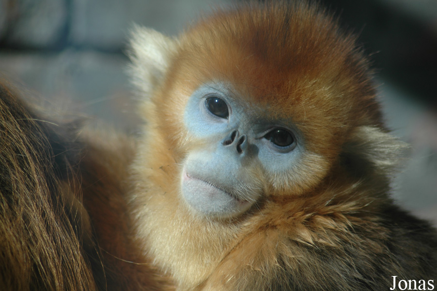 Beijing Zoological Gardens