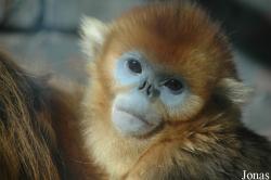 Beijing Zoological Gardens
