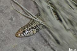 Chalcides ocellatus