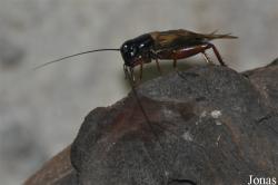 Gryllus bimaculatus