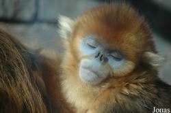 Beijing Zoological Gardens