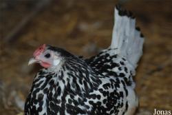 Poule Pailletée de Hambourg