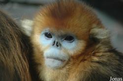 Beijing Zoological Gardens