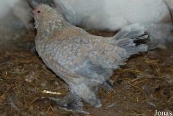 Poule Barbue d'Uccle Porcelaine
