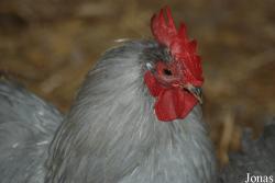 Poule Bantam de Pékin bleue