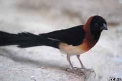 Passeriformes