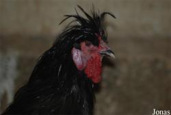 Poule Crèvecoeur