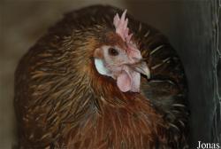 Poule Gauloise dorée