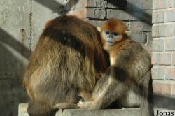 Beijing Zoological Gardens