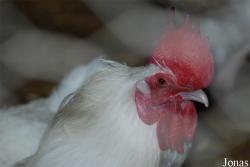 Poule Gatinaise blanche