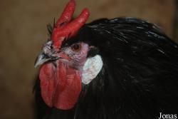 Poule La Flèche noire