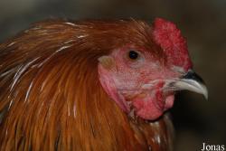 Poule Brahma Columbia
