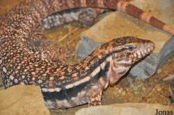 Tupinambis rufescens