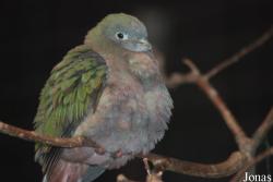 Parc des Oiseaux
