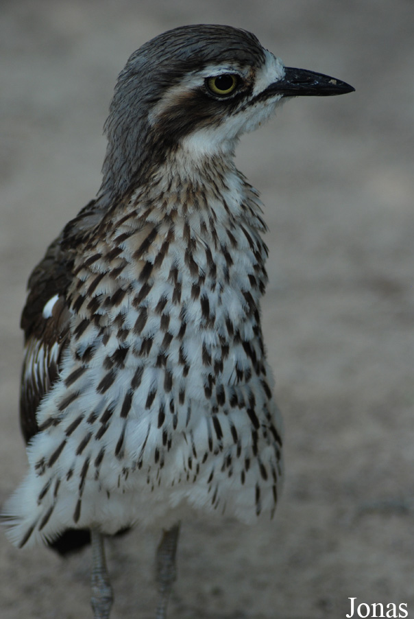 Parc des Oiseaux