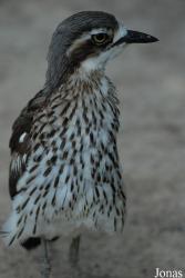 Parc des Oiseaux