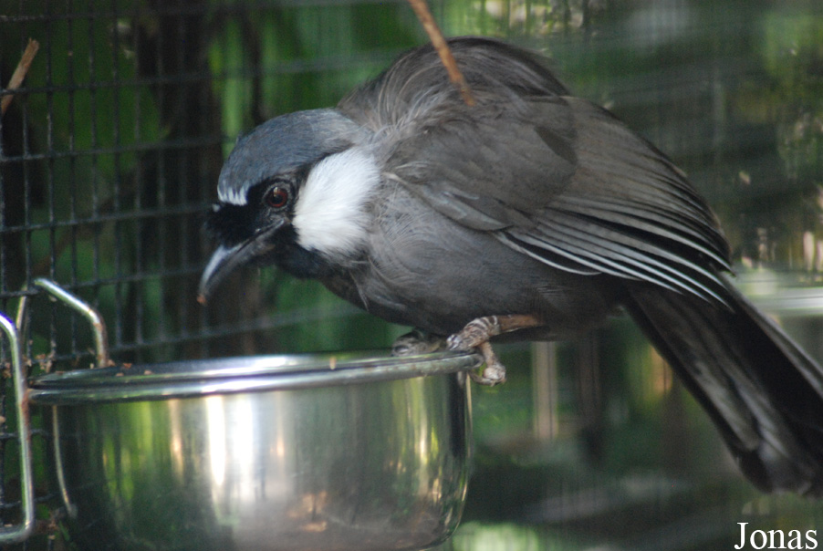 Parc des Oiseaux