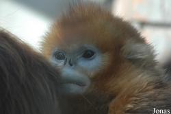 Beijing Zoological Gardens