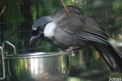Parc des Oiseaux
