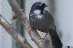 Pterorhinus chinensis