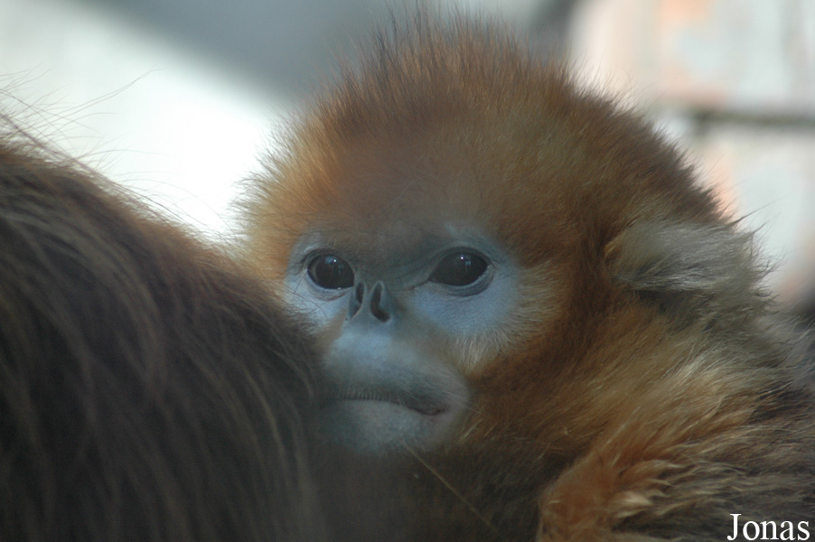 Beijing Zoological Gardens