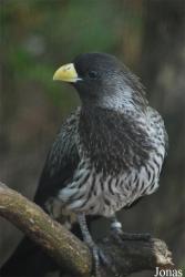 Parc des Oiseaux