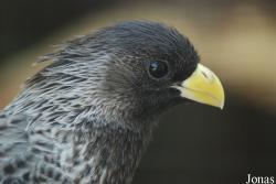Parc des Oiseaux