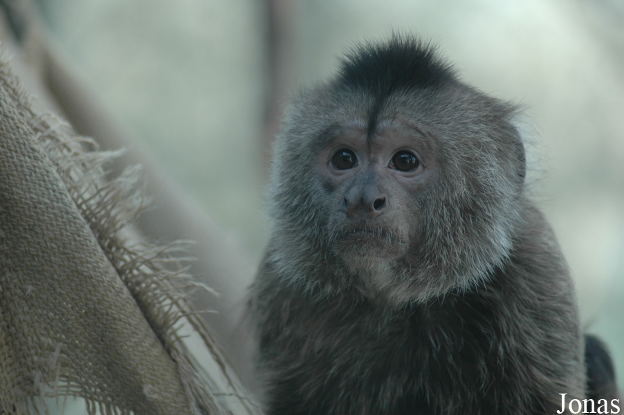 Beijing Zoological Gardens