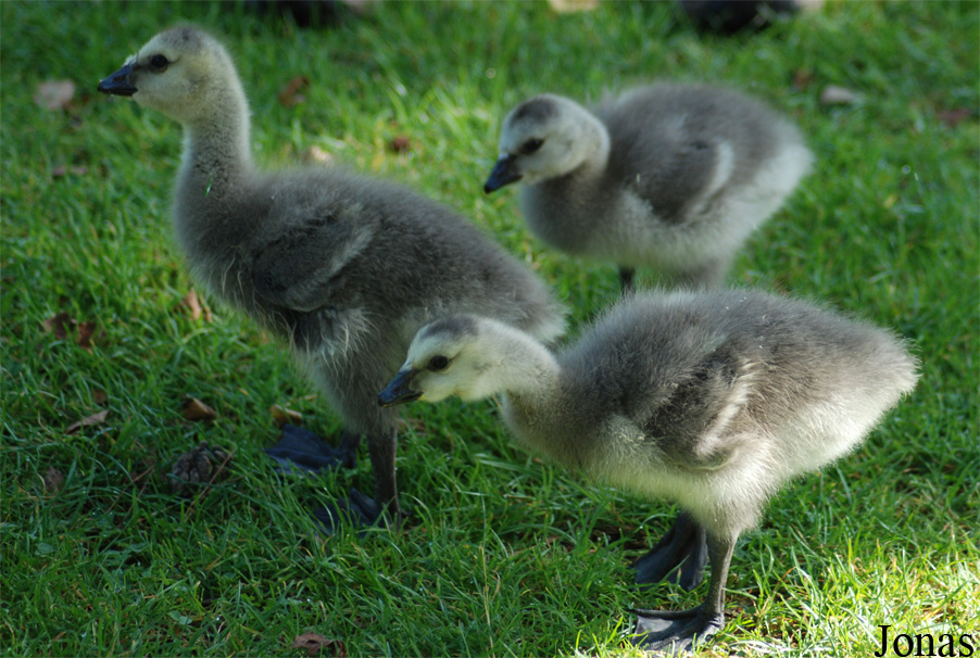 Parc des Oiseaux