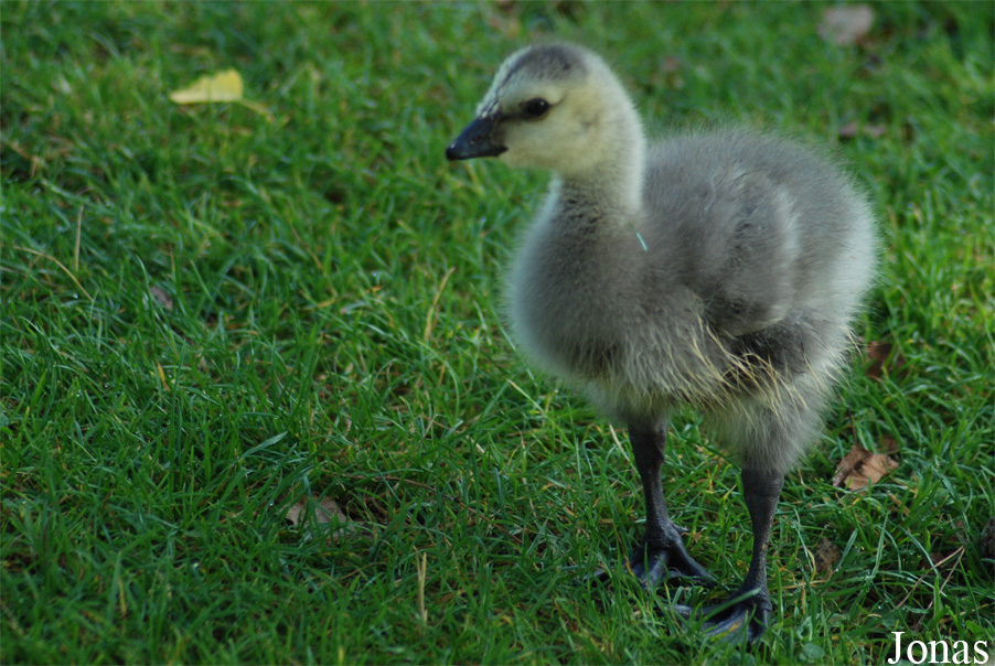 Parc des Oiseaux