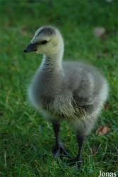 Parc des Oiseaux