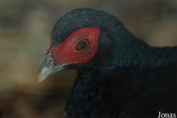 Lophura inornata
