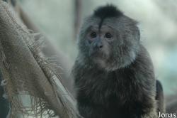 Beijing Zoological Gardens