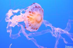 Pelagiidae