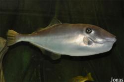 Monacanthidae