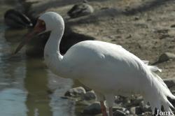 Beijing Zoological Gardens