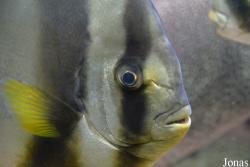 Platax orbicularis