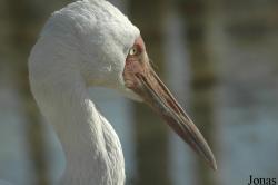 Beijing Zoological Gardens