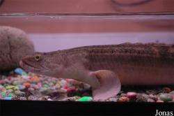 Polypteriformes