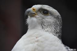 Falco rusticolus