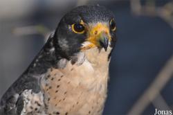 Falco peregrinus