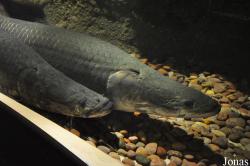 Osteoglossidae